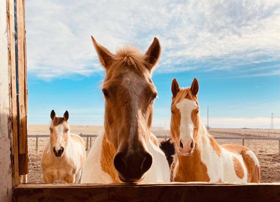 Equine First Aid Instructor training, Kevlar Canine/Equine Health and