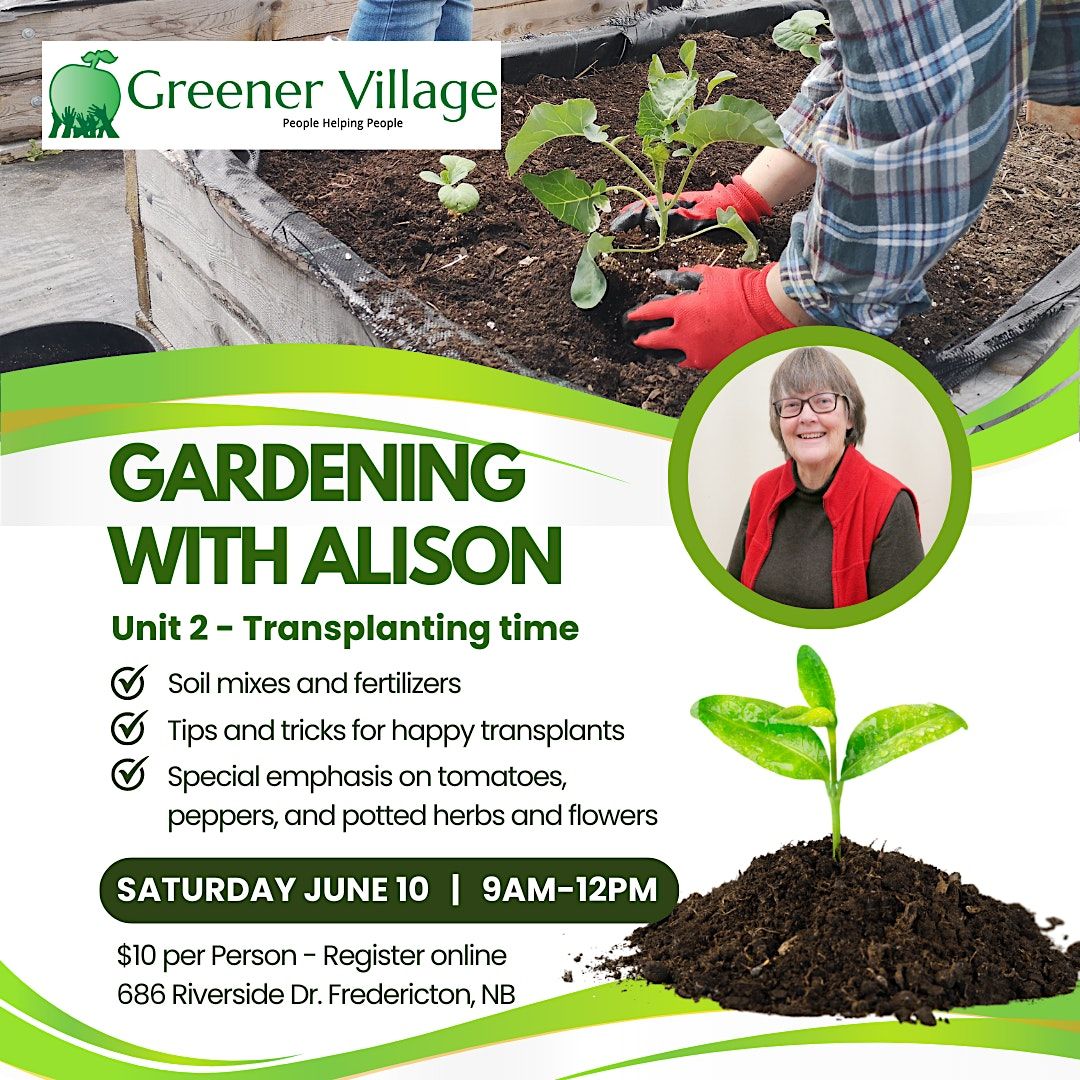 Transplanting Seedings With Alison Juta Fredericton Food Bank 10 June transplanting-seedings-with-alison-juta-fredericton-food-bank-10-june
