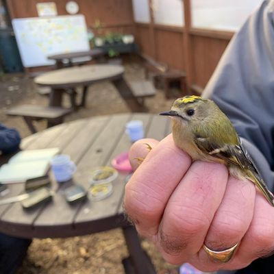 Bird Ringing, The Kingswood Trust, Wolverhampton, February 10 2024 ...