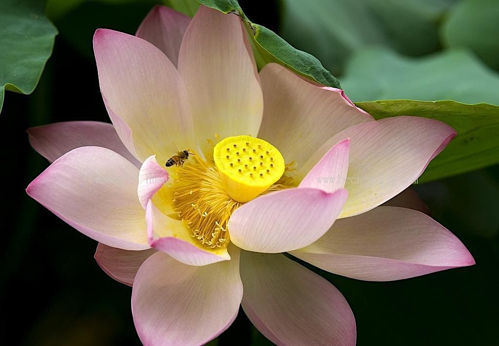 The Bee In The Lotus The Tantrik Path Of Vibration The Green Yogi the-bee-in-the-lotus-the-tantrik-path-of-vibration-the-green-yogi