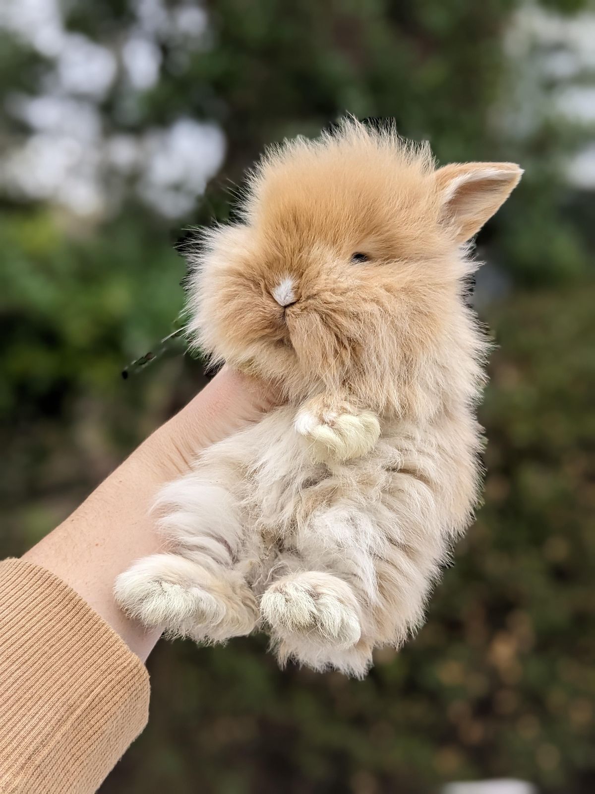 Snuggle Bunny Nashville 60 Minute Bunny Encounter, 2630 York Rd