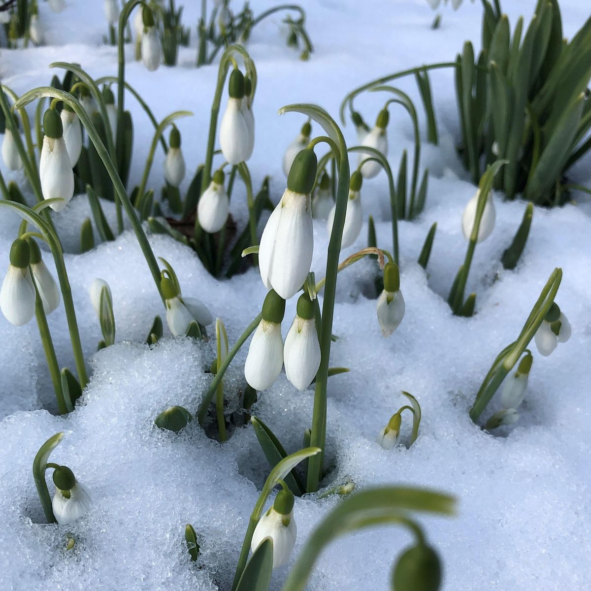 Winter Walk & WarmUp Garden & Greenhouse Tour, The Landcraft Garden
