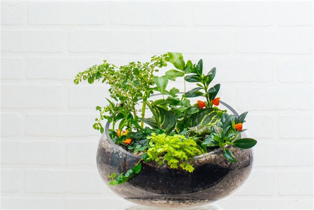 Create And Sip Terrarium Container Workshop Gainesville At