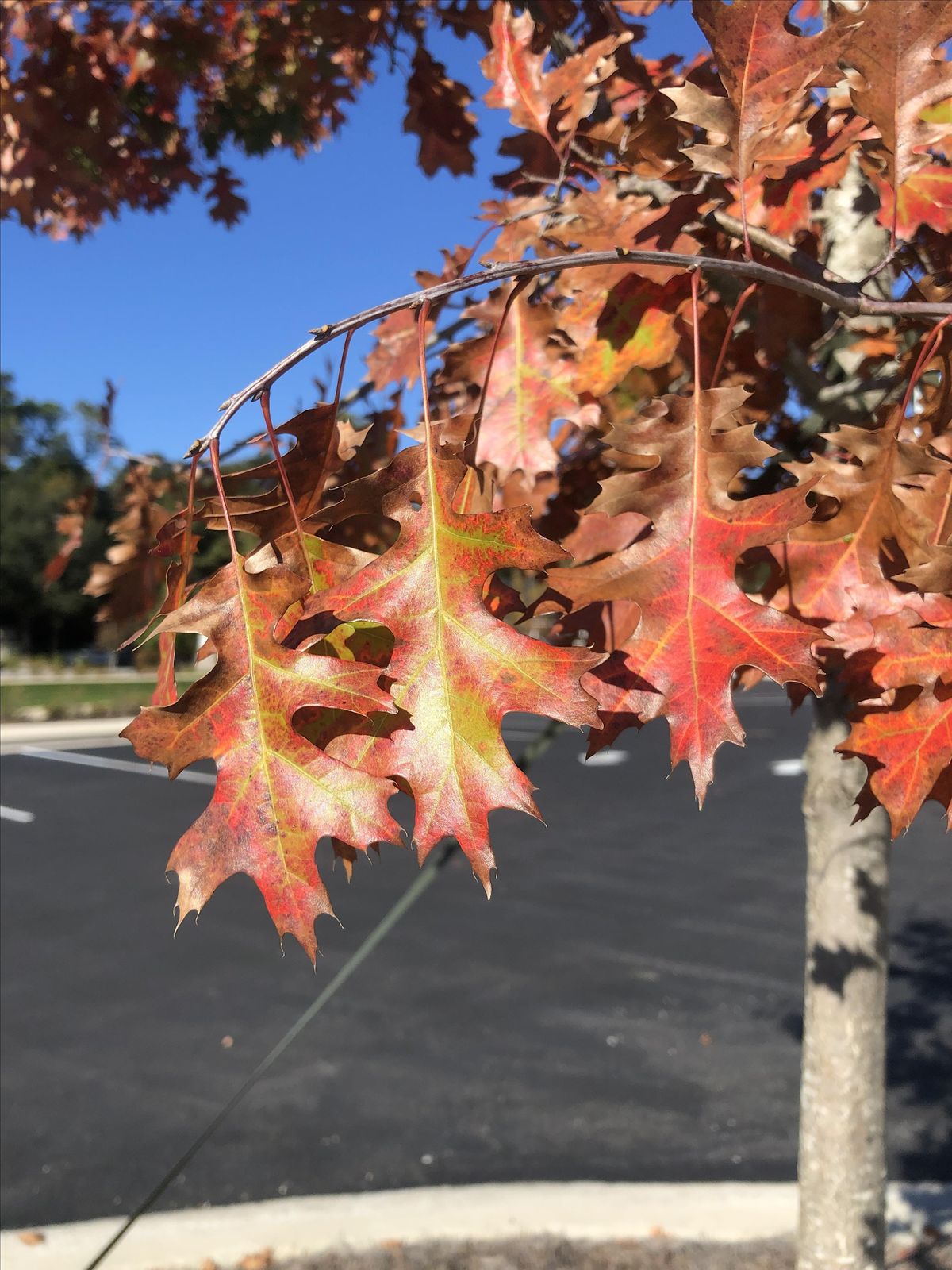 Trees for Coastal Fall Color, New Hanover County Arboretum N.C