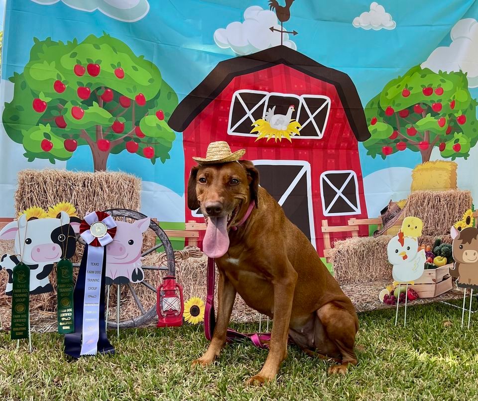 What Is Farm Dog Certification what-is-farm-dog-certification