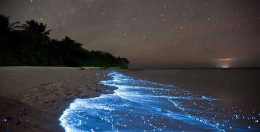 Bioluminescence Kayak Tour Safety Harbor Waterfront Park 12 July 2021