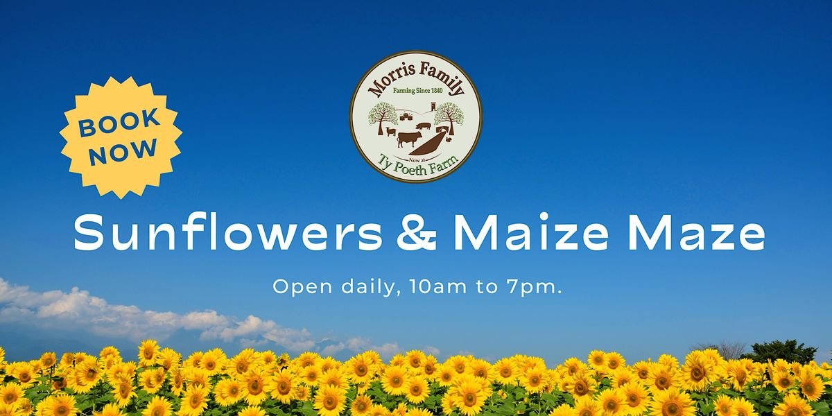Ty Poeth Farm Sunflowers & Maize Maze, Ty Poeth Farm, Pontypool, 30
