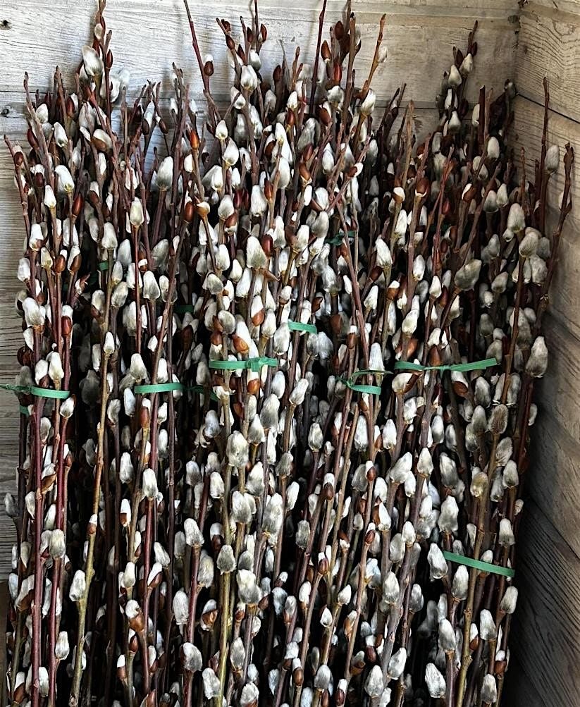 All Forward CONNECTIONS: Willow Harvesting & Conversation at Wine Cellar