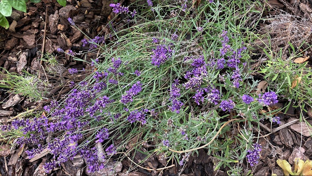 Flower Insect Timed Count training -Pollinator Surveys, Kingston ...