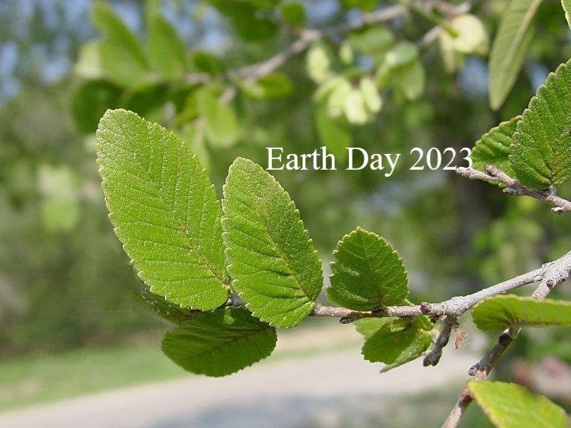Earth Day 2023 FREE Cedar Elm Trees (Carbon Sinks), Waco Downtown Farmers Market, April 22 2023