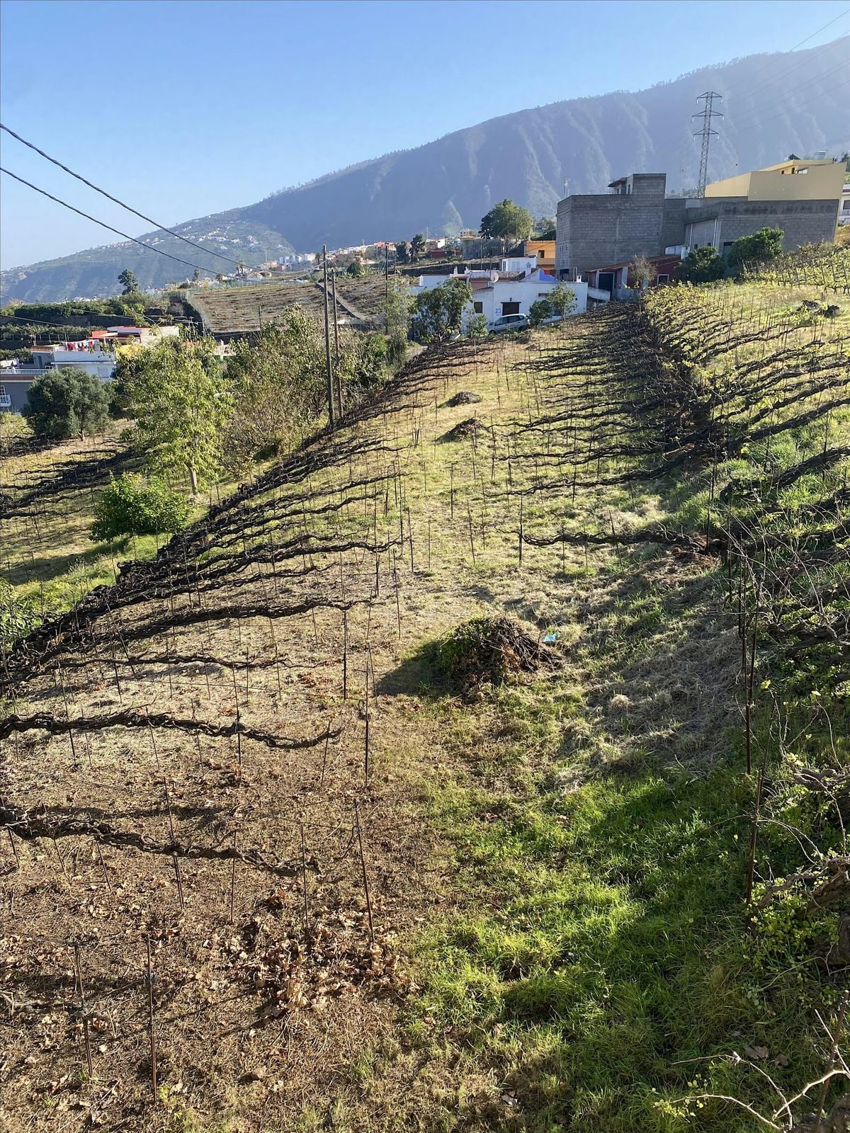 Tenerife - Atlantic Wines Beyond 30th Parallel. Wine Tasting, Cathedral ...