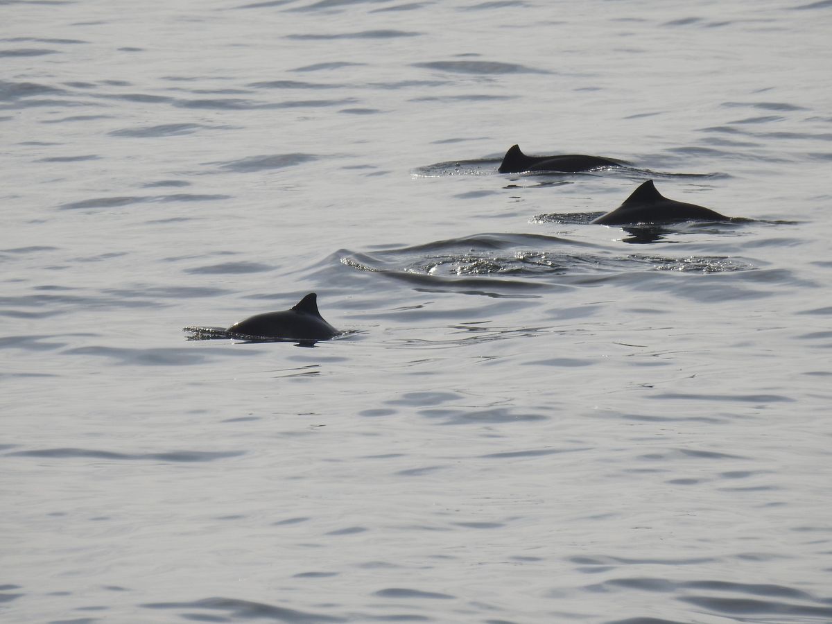 Sea Watching on Marine Drive (Free), Marine Drive, Scarborough, 21 January to 11 February