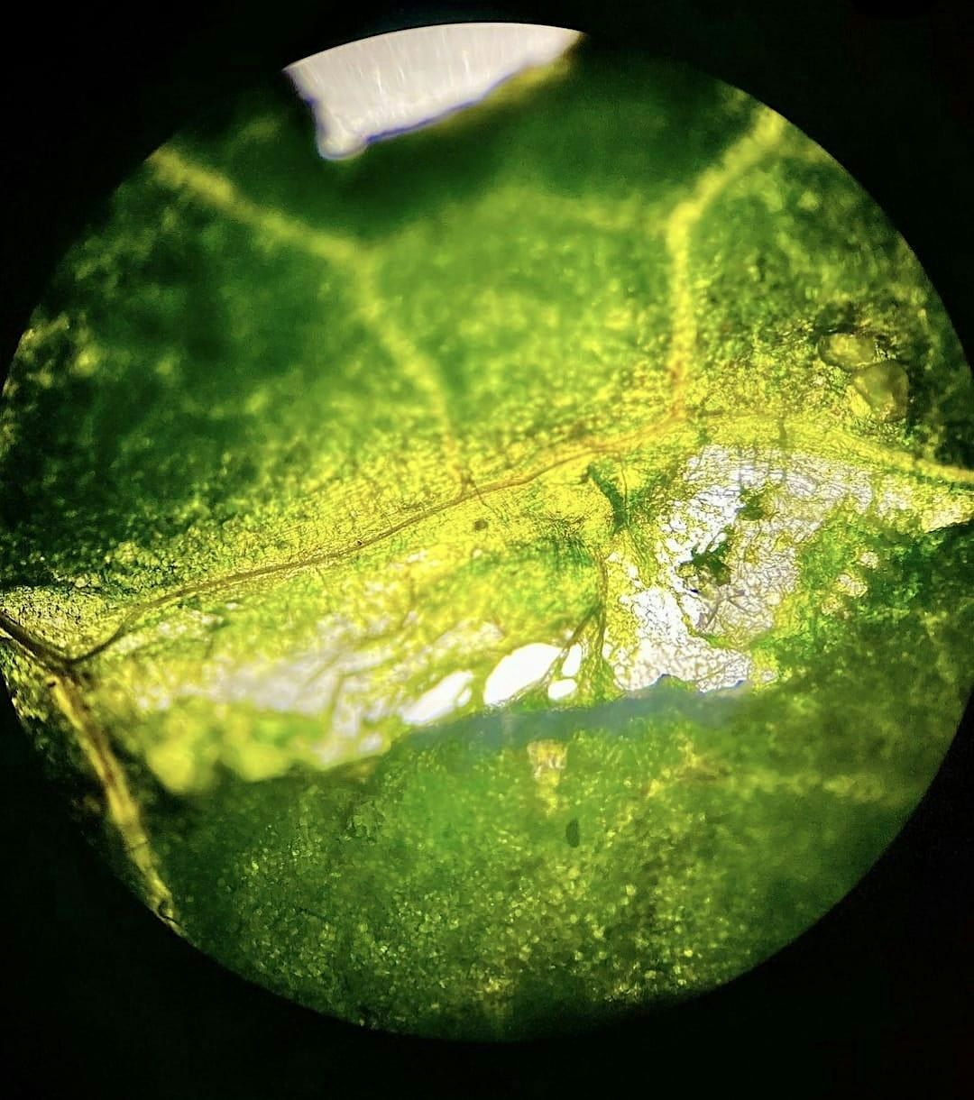 Microscope Club with Andrea Ku, Bootle Library, 29 May to 31 May ...