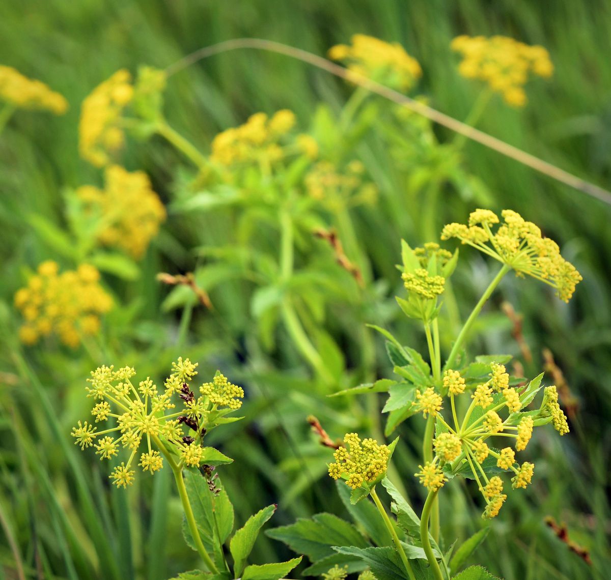 Identifying Prairie Plants at Jeffers Petroglyphs, Jeffers Petroglyphs