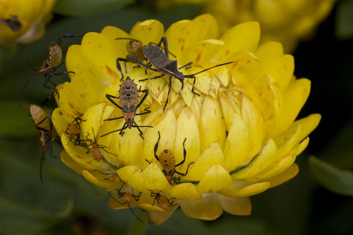 Pest Challenges In The Florida Garden St Lucie County Hurricane House pest-challenges-in-the-florida-garden-st-lucie-county-hurricane-house