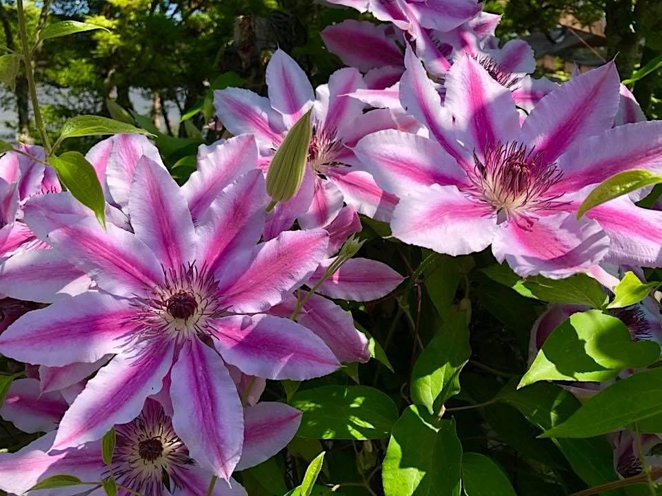 PNW Vines, Sunnyside Nursery, Marysville, 22 April 2023 AllEvents.in