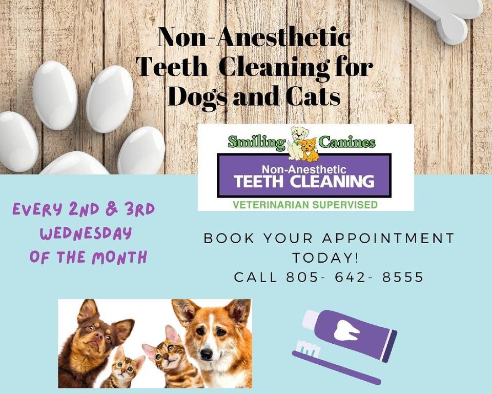 Smiling Canines NonAnesthetic Teeth Cleaning Event!, Sailor & Friends