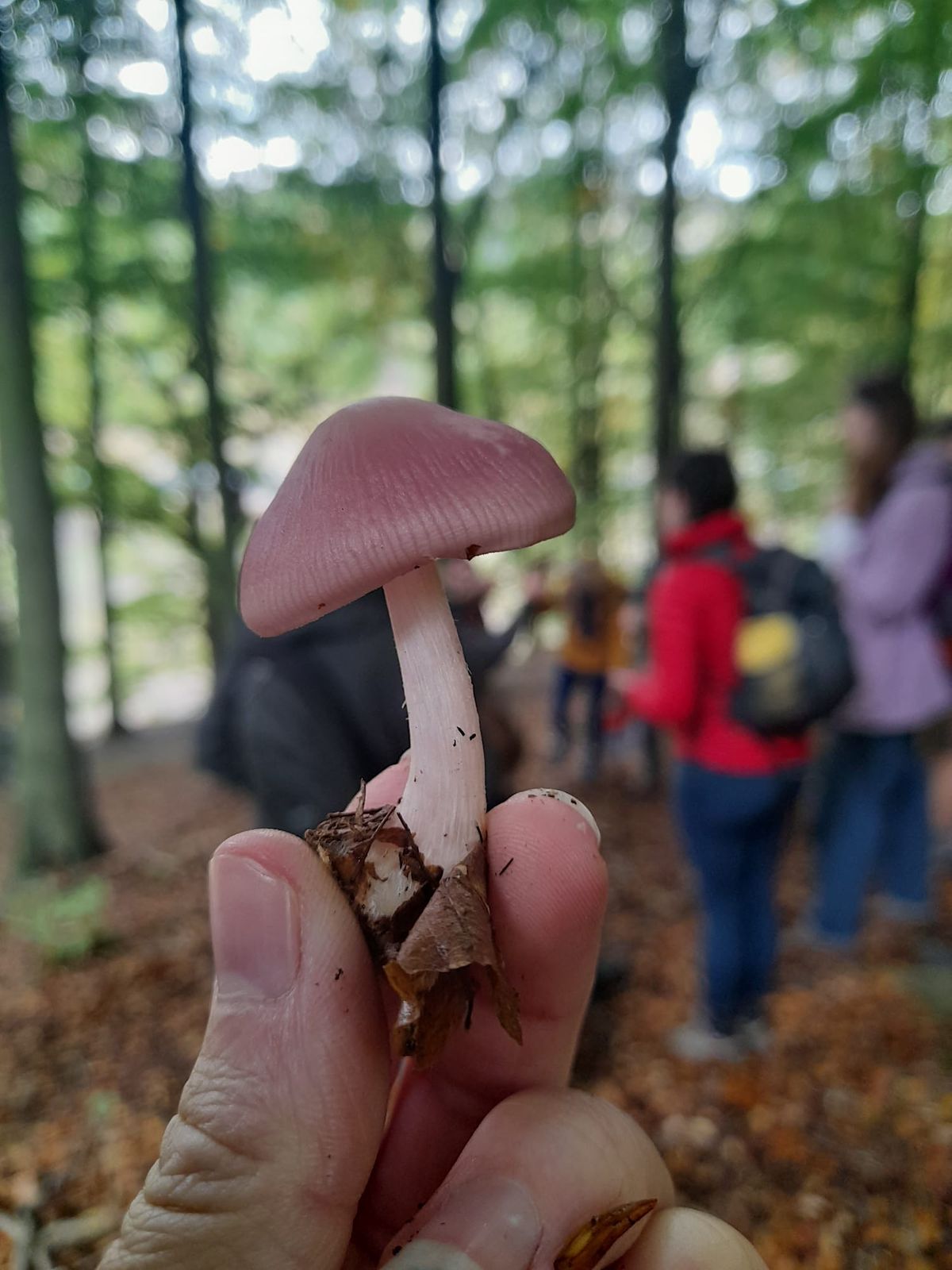 Ancient woodland Mushroom Forage at Hamsterley Forest, Auckland