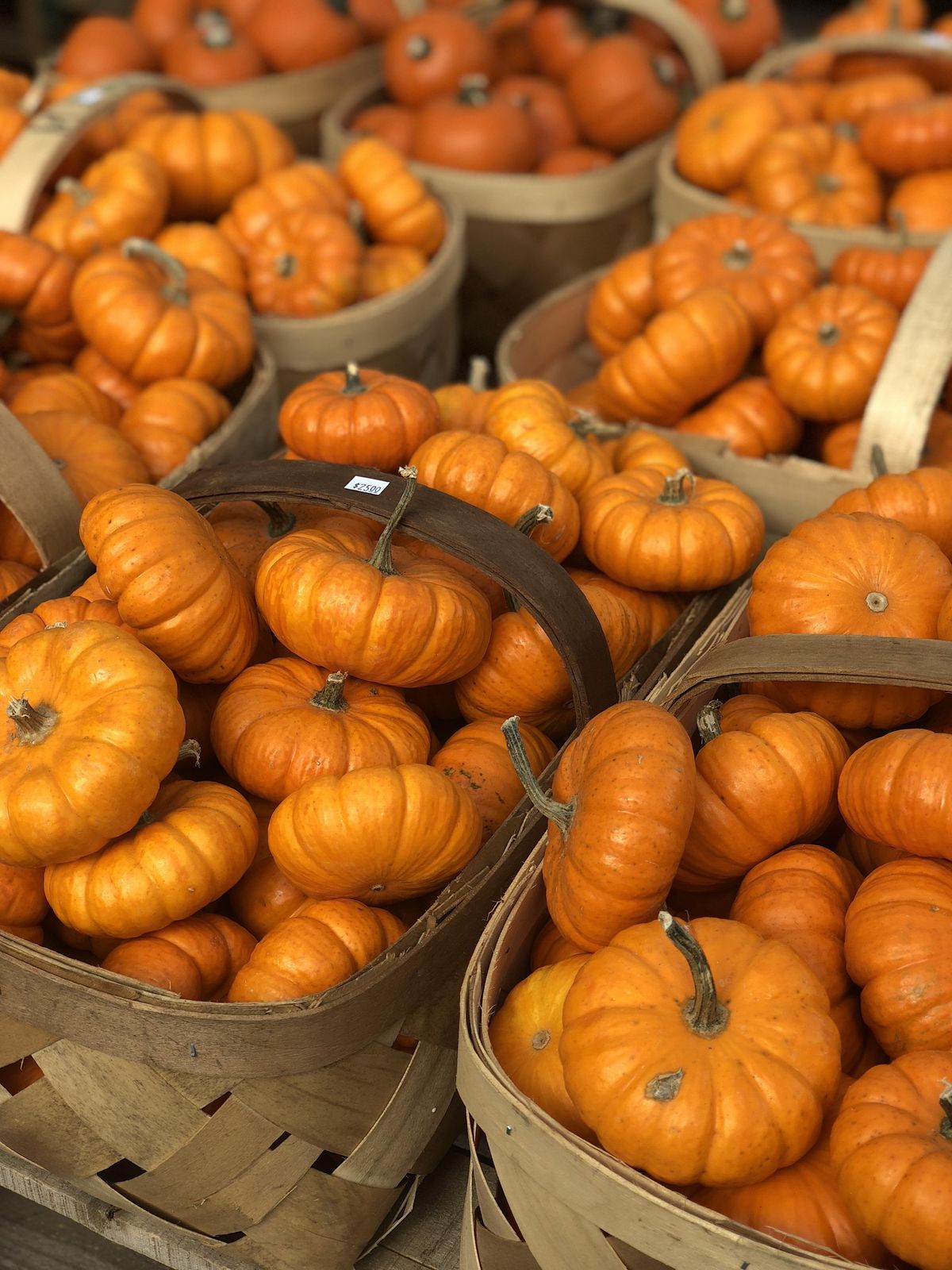 NoCry Pumpkin Pie NonTraditional Pumpkin Pies, WNC Farmers Market