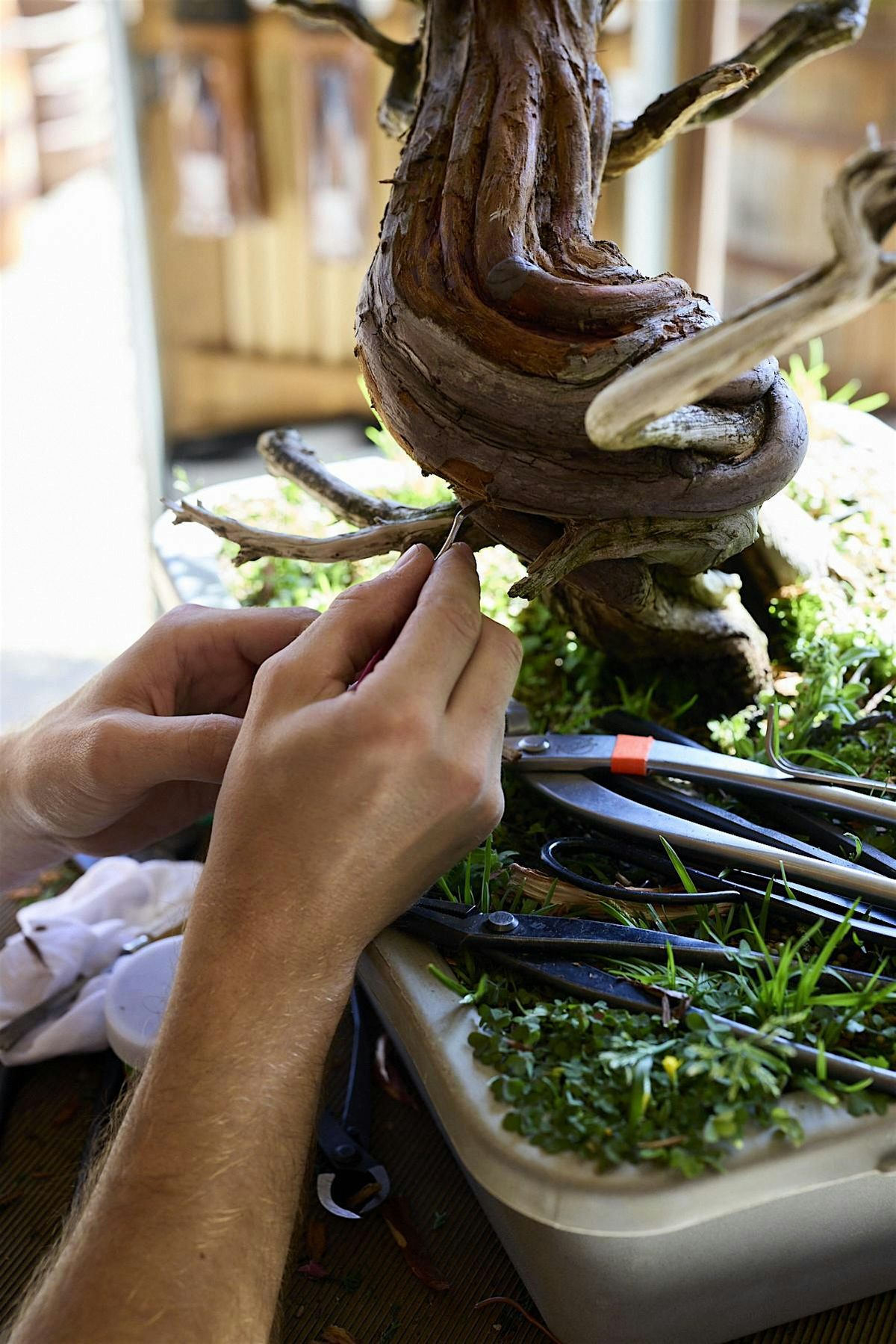 Conifer Repotting Workshop, 4 April | Event in Pomona | AllEvents