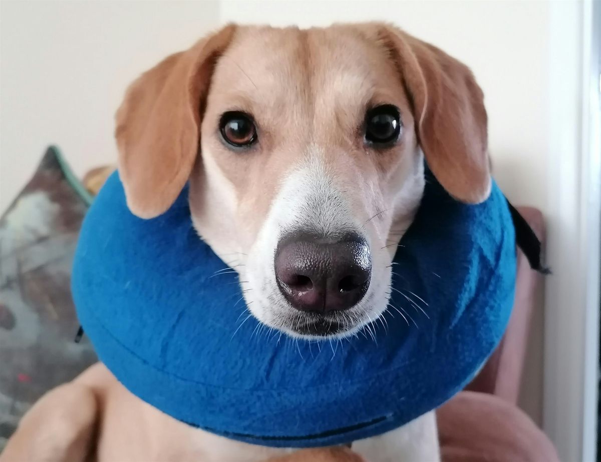 CPD Accredited Canine First Aid Course 6th December 2025, 6 December | Event in Nottingham | AllEvents