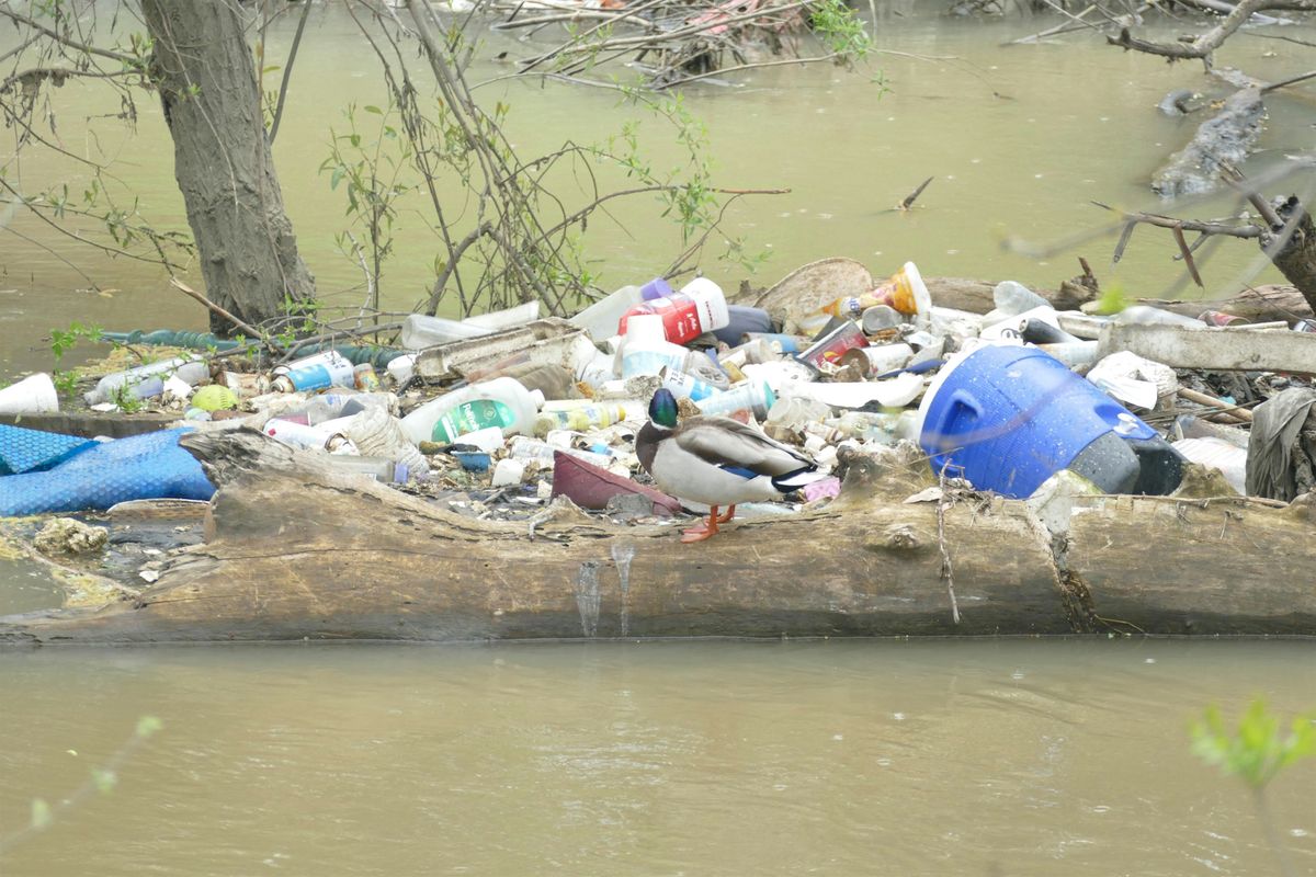 National River Cleanup Day, Selma Olinder Dog Park, San Jose, 18 May