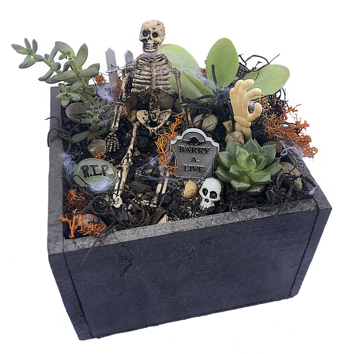 Plant Nite Make a Succulent Terrarium, Cork N Keg (Raymond), 20 September 2023 AllEvents.in