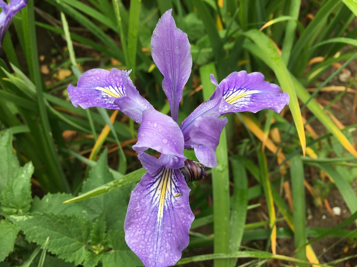 Colorful Year Around Gardening with San Francisco Native