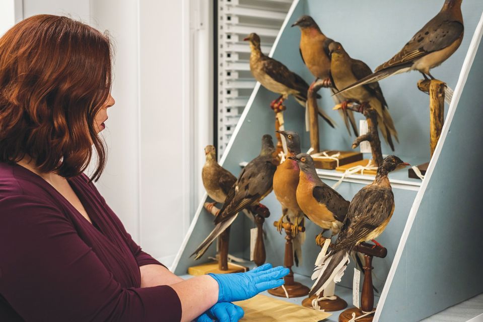 Stuff To Be For Halloween 2022 Halloween In Rochester Halloween 2022 Events Parties In Rochester Allevents In