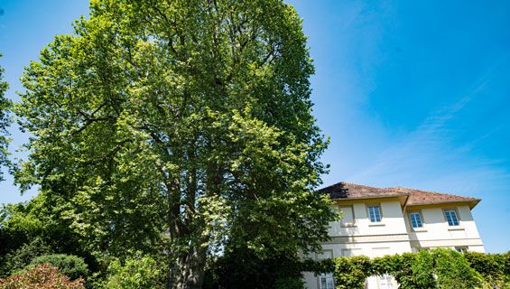 Feierliche Ernennung der Hohenheimer Platane zum NationalerbeBaum