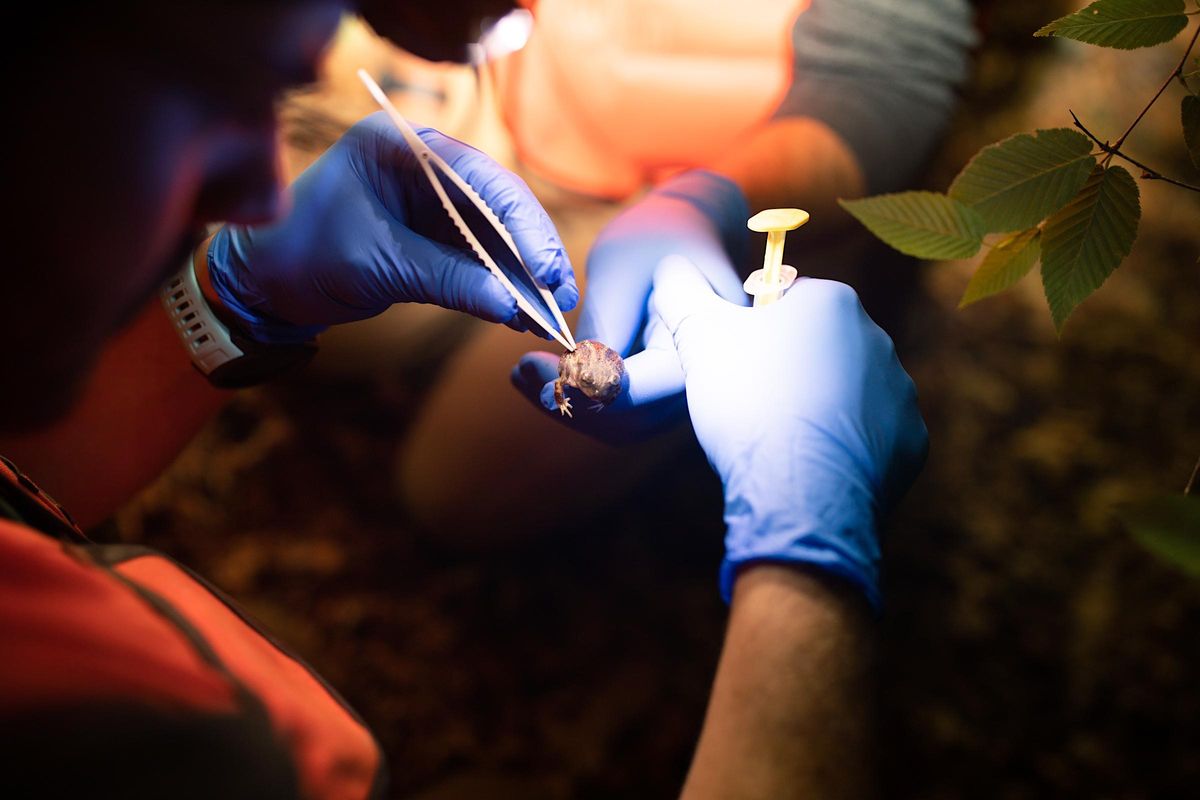 Voices of the Land Working to Conserve our Native Amphibians