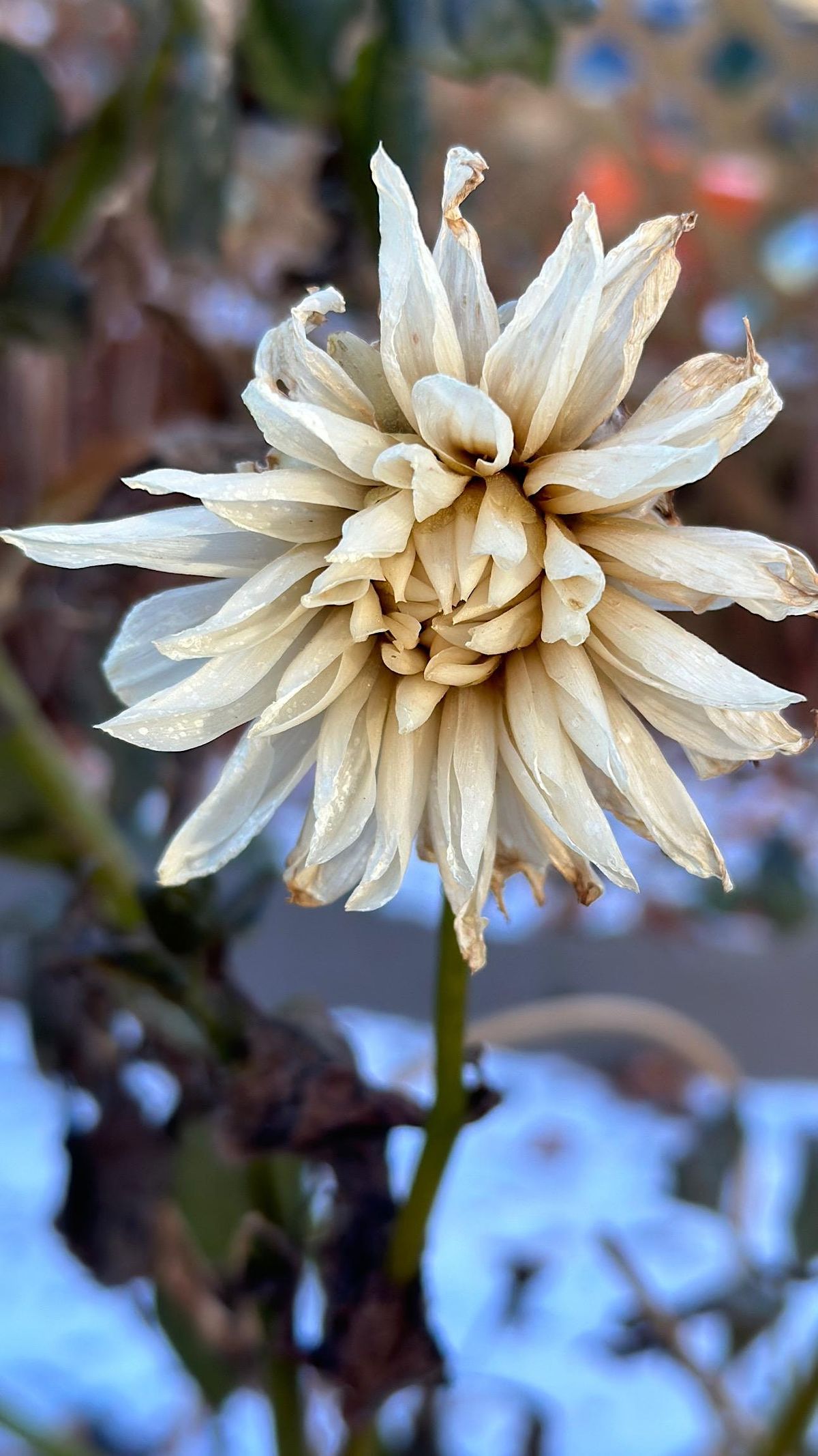 Forest Bathing Walk around Lost Lagoon, Stanley Park Nature House on Lost Lagoon, Vancouver