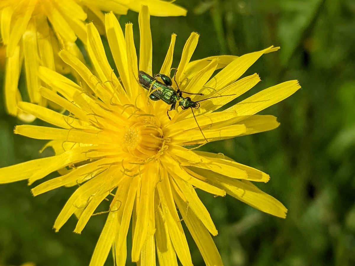 Family adventure walk Millbridge Brook Meadows, Gamlingay