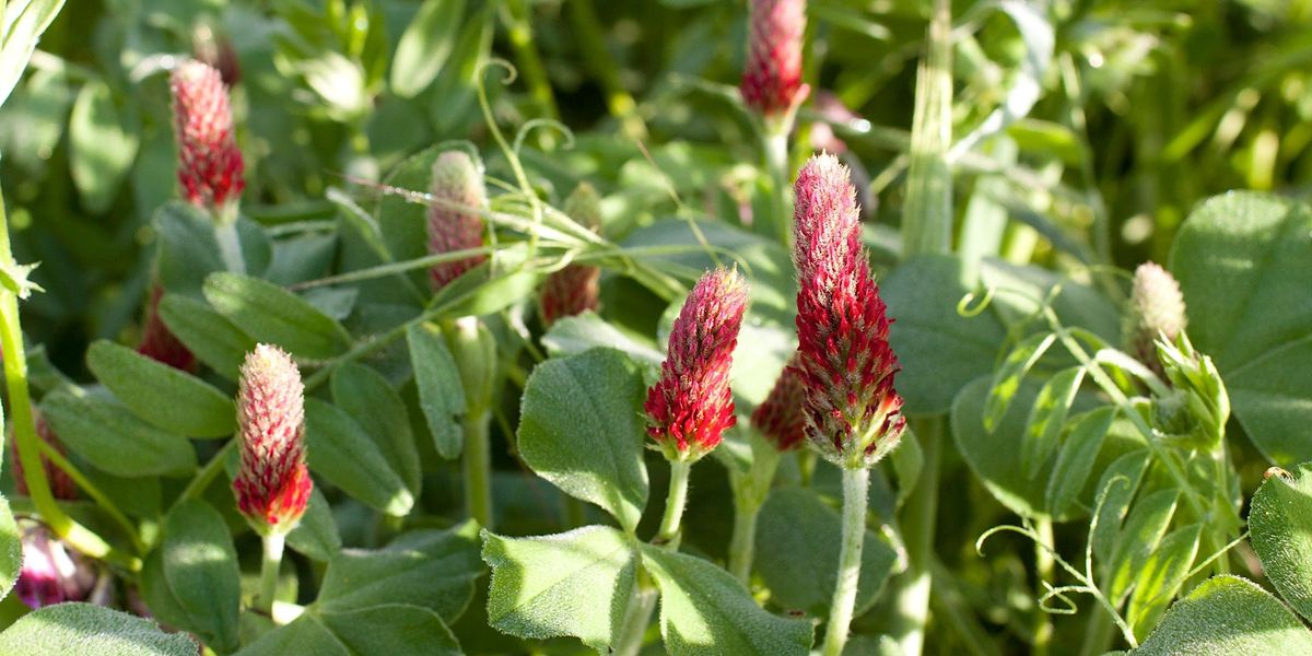 Using cover crops to build your soilAlbany, Oregon, Peaceful Valley
