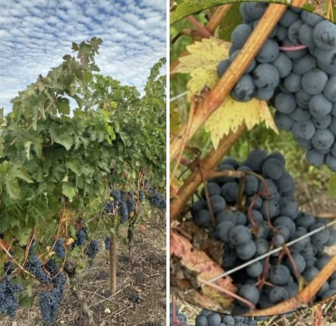 Foris Wine Tasting - Last tasting of 2025!, 18 December | Event in Tustin | AllEvents