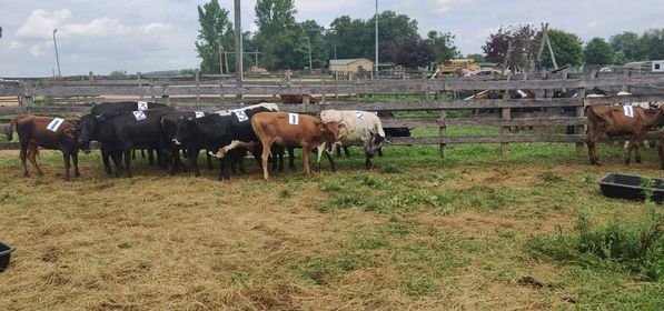 Events In Meshoppen In August 2021 Ranching Cattle Events November 2022