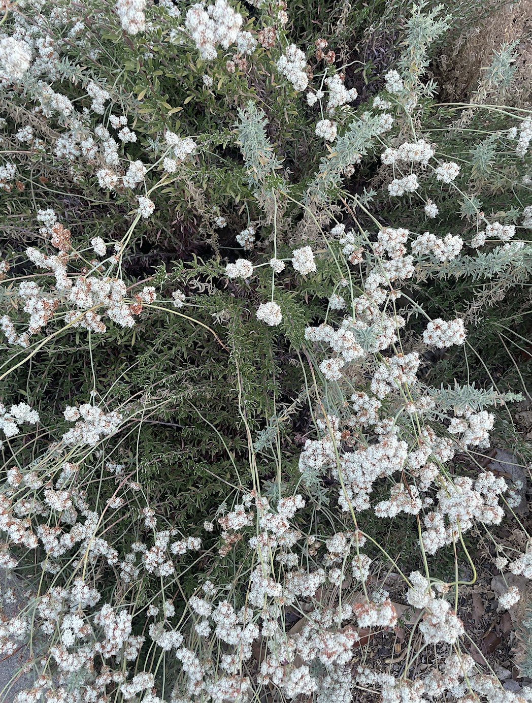 Intro to Native Plants, 12 October | Event in Sacramento | AllEvents