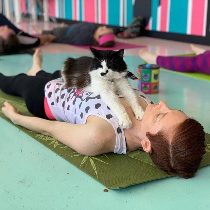 January Caturday Morning Yoga, PHX Cat Cafe, Scottsdale, January 20 2024 AllEvents.in