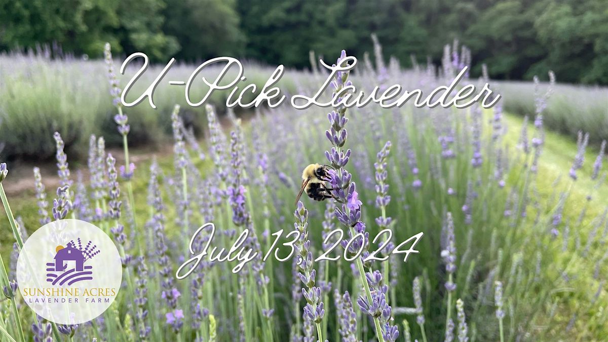 UPick Lavender Free Admission, Sunshine Acres Lavender Farm, Morrow, 13 July 2024 AllEvents.in