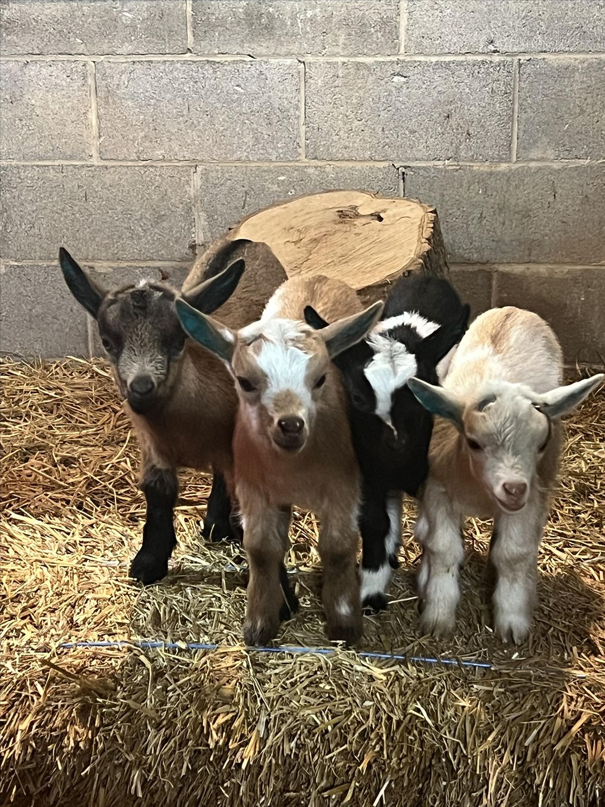 Baby goat snuggles along with our sweet herd on 3 acres in Lovettsville