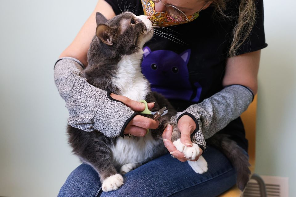 Bloomington Chuck Dons Cat Claw Clipping Clinic Chuck Don s Pet bloomington-chuck-dons-cat-claw-clipping-clinic-chuck-don-s-pet