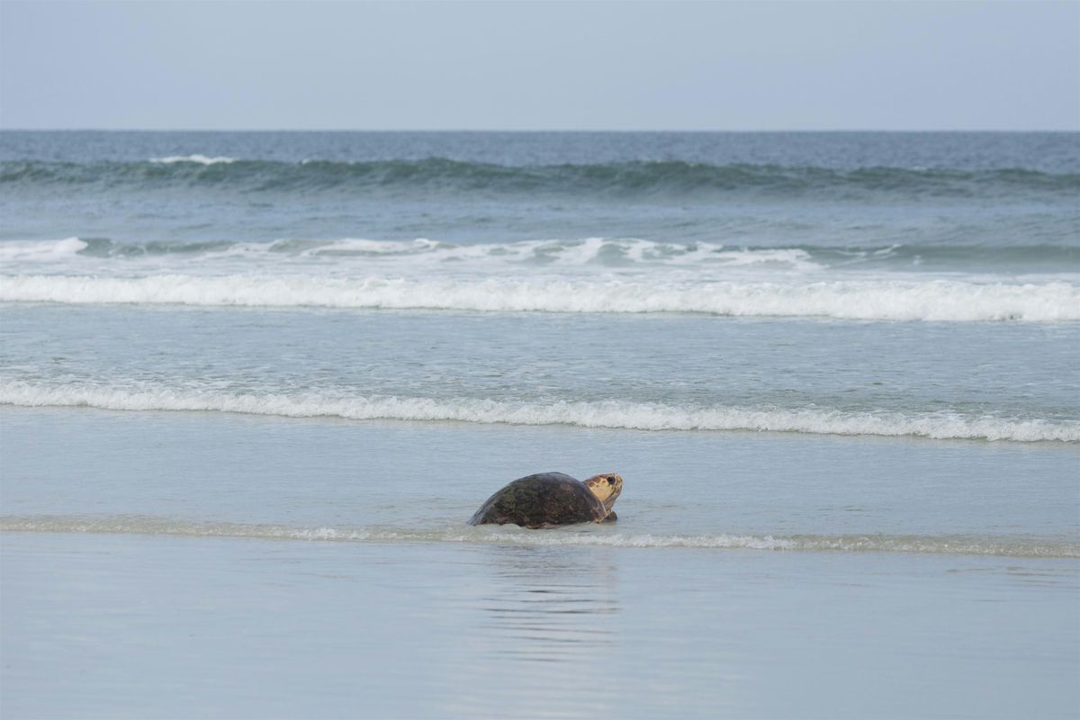 Learn about Sea Turtles in Nassau County, 85831 Miner Rd, Yulee, 29 ...