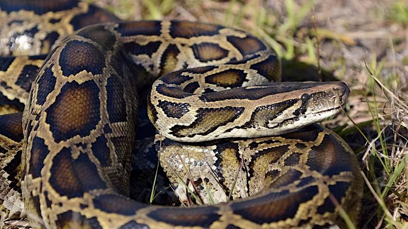 Python Patrol Virtual Thursdays - March 16, 2023, March 16 2023 ...
