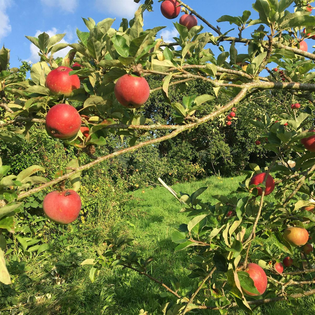 Orchard Pruning with Jonathan at Avonleigh Orchards, 6 February | Event in Bradford-on-Avon | AllEvents
