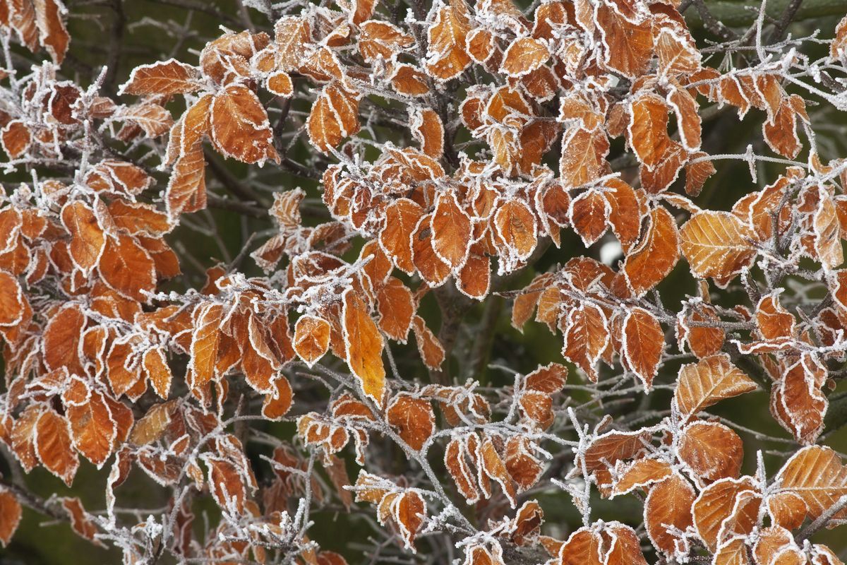 Cults ridge walk - ancient limeworks and veteran trees, 10 January | Event in Cupar | AllEvents