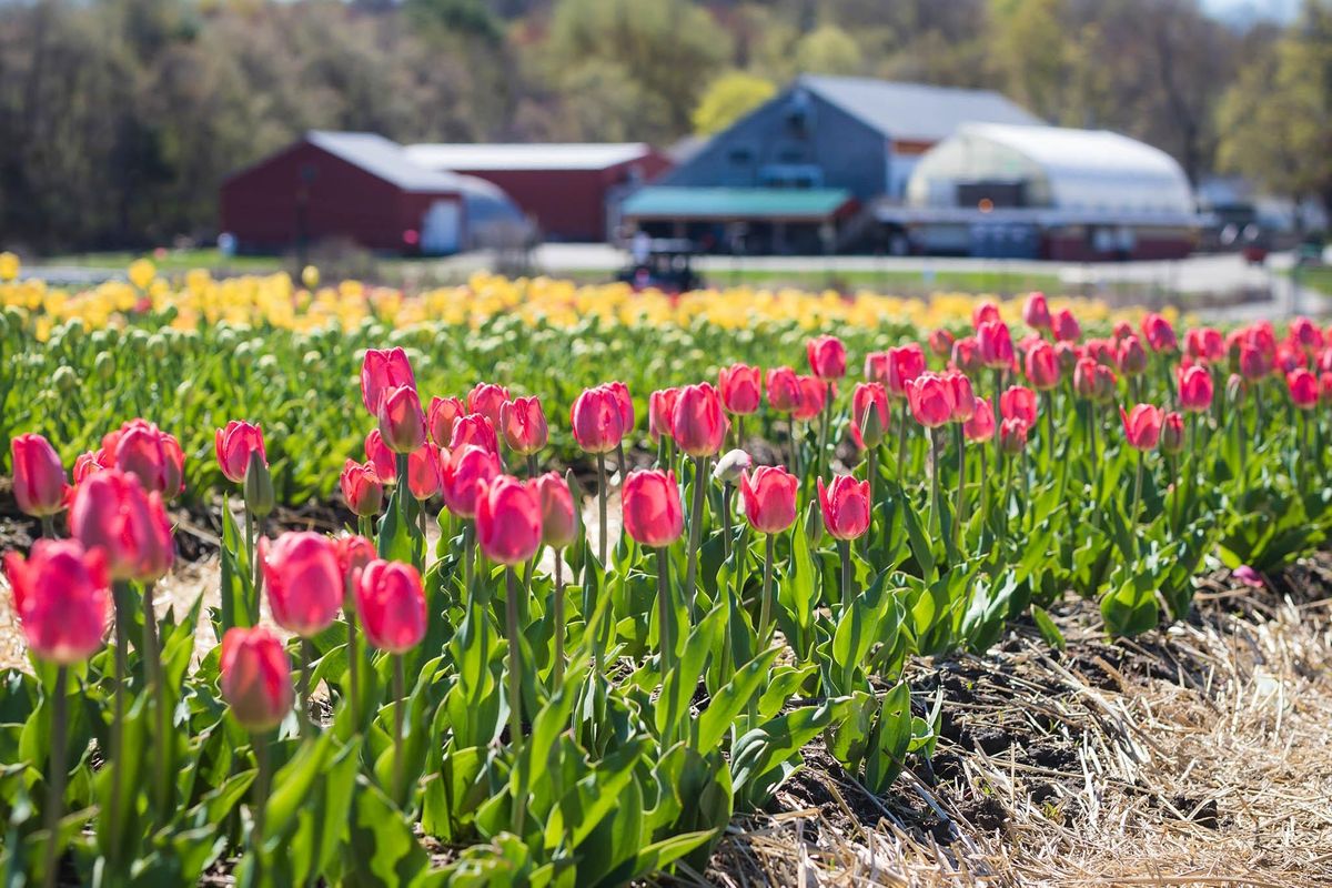Cider Hill Farm Christmas 2022 Cider Hill Farm 3Rd Annual Tulip Fest, Cider Hill Farm, Amesbury, April 23  To May 14 | Allevents.in