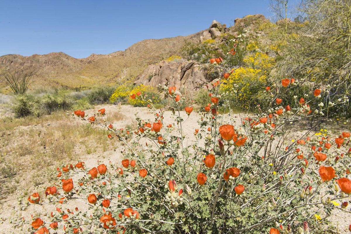 Spring Flora, Black Rock Nature Center, Yucca Valley, April 13 2024