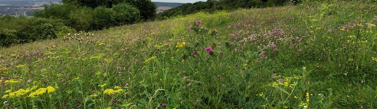 Chalk grassland plant identification day, 28 May | Event in Chatham | AllEvents