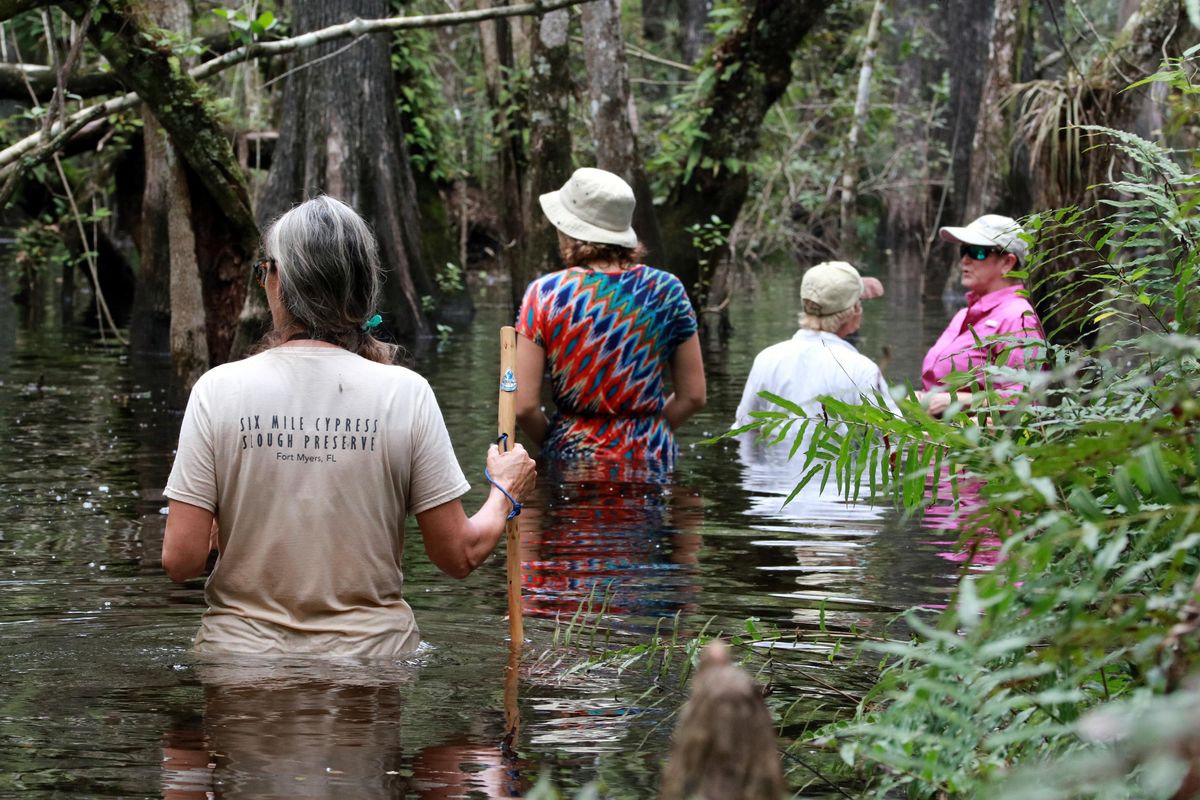 Wet Walks, Six Mile Cypress Slough Preserve, Fort Myers, 30 September