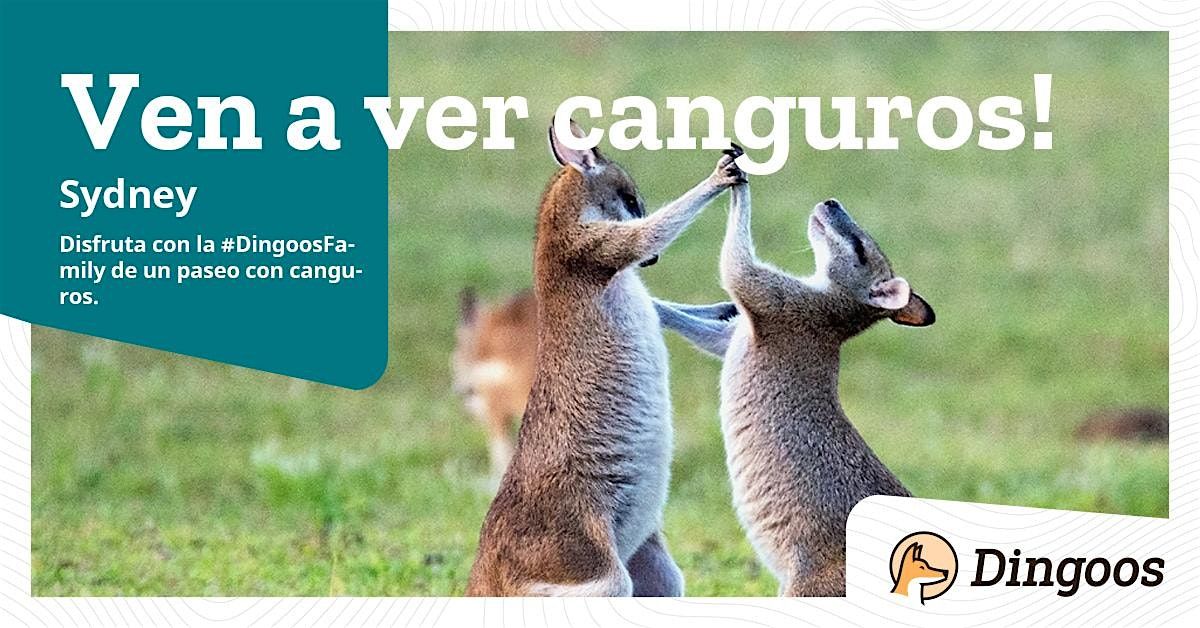 Dingoos Paseo con canguros Sydney, Jardín Botánico Monte Annan, Mount